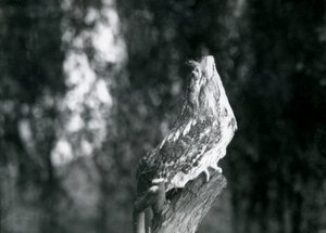 The cryptic plumage and resting pose of a Tawny Frogmouth camouflages it on a branch at London Zoo, December 1921 by Frederick William Bond